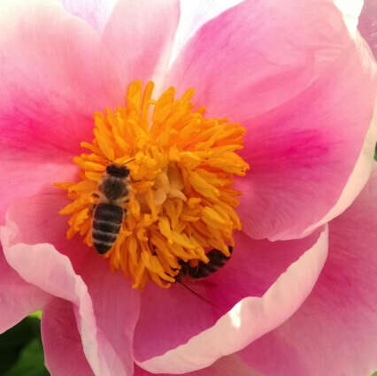 Rosa Blüte mit Biene
